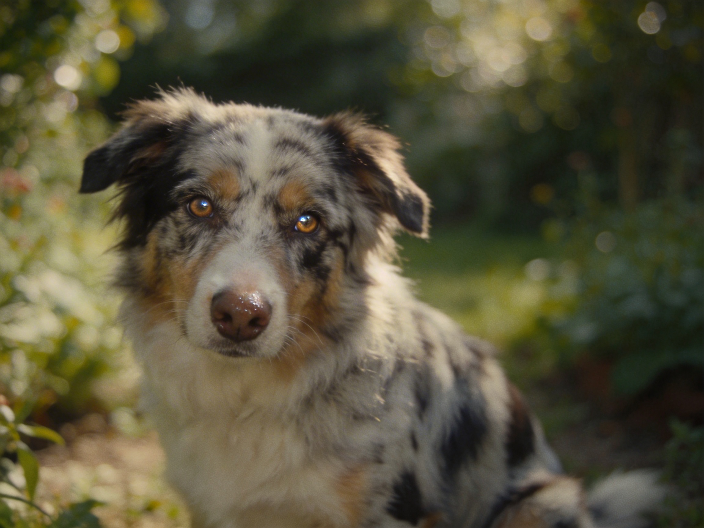 How to Pet Australian Shepherd
